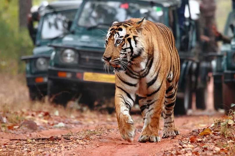Same Day Tour of Ranthambore from Jaipur