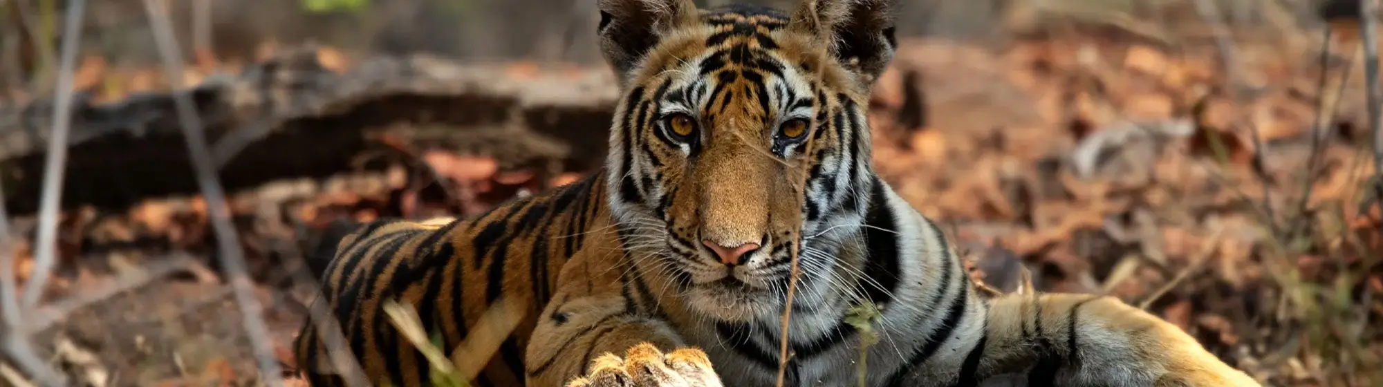 Satpura Walking Safari & Pench Tour – 10 Days Private Car Journey with Driver