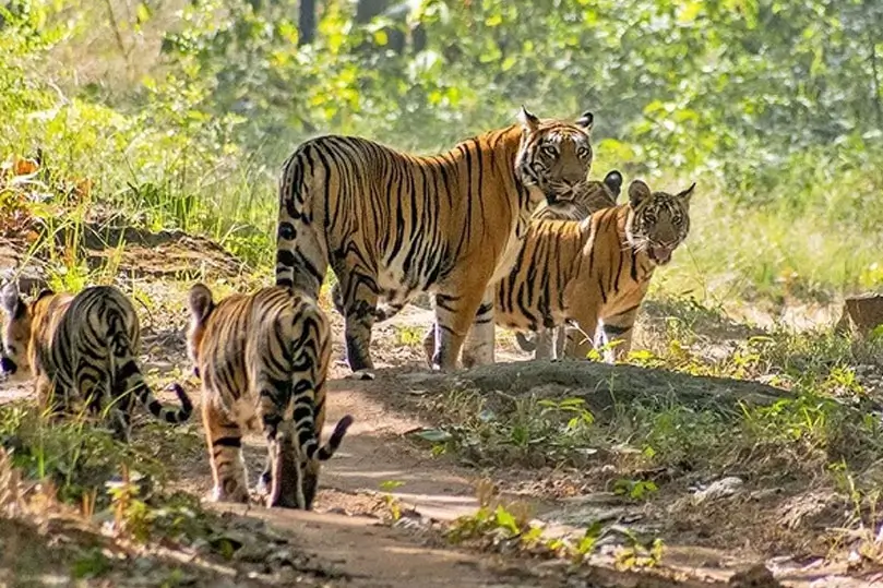 Satpura Walking Safari & Pench Tour – 10 Days Private Car Journey with Driver