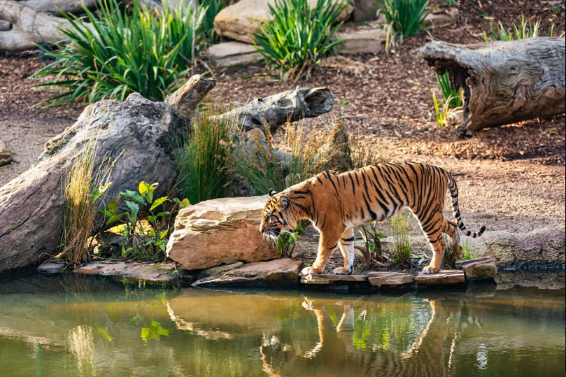 Sundarbans Tiger & Bengal Heritage Tour – 11 Days Private Car Journey with Driver