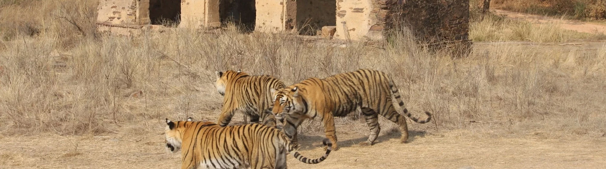 Sundarbans Tiger & Bengal Heritage Tour – 11 Days Private Car Journey with Driver