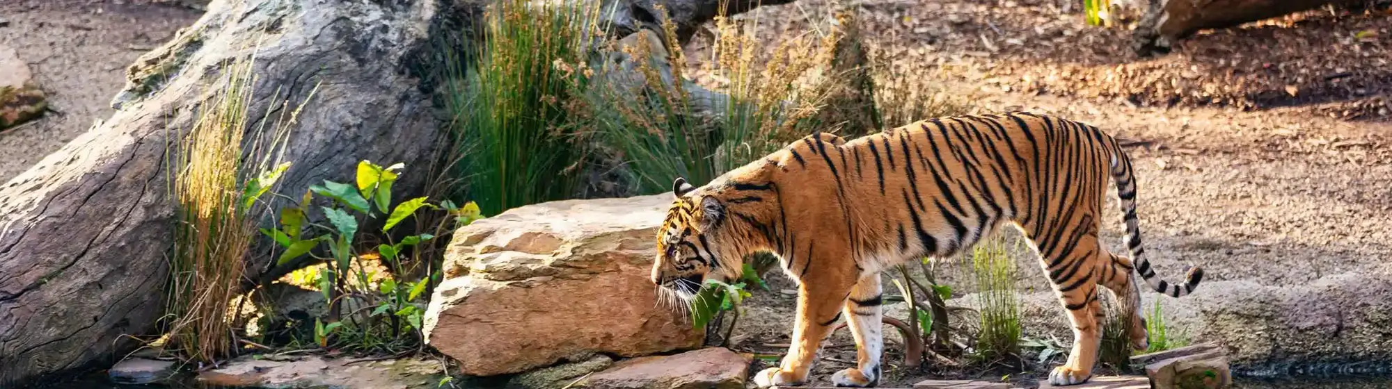 Sundarbans & Odisha Wildlife Circuit