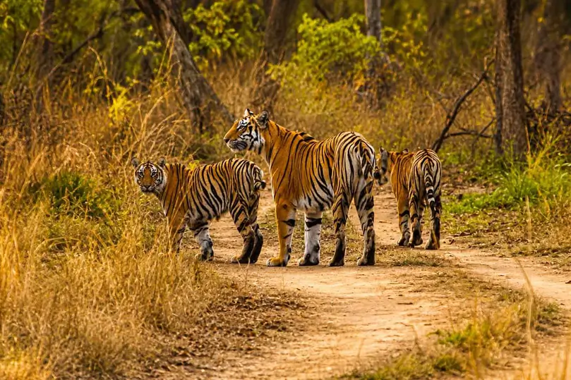 Tadoba & Kanha Jungle Safari Tour