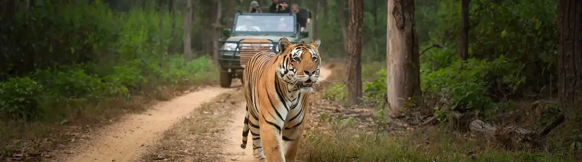 Tadoba & Kanha Jungle Safari Tour