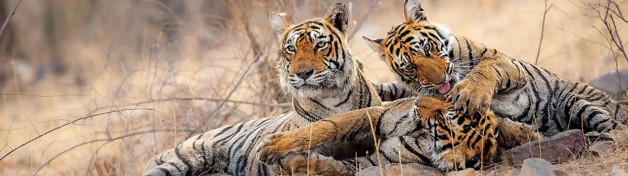 8 Days Golden Triangle Excursion with Ranthambore Wildlife Safari