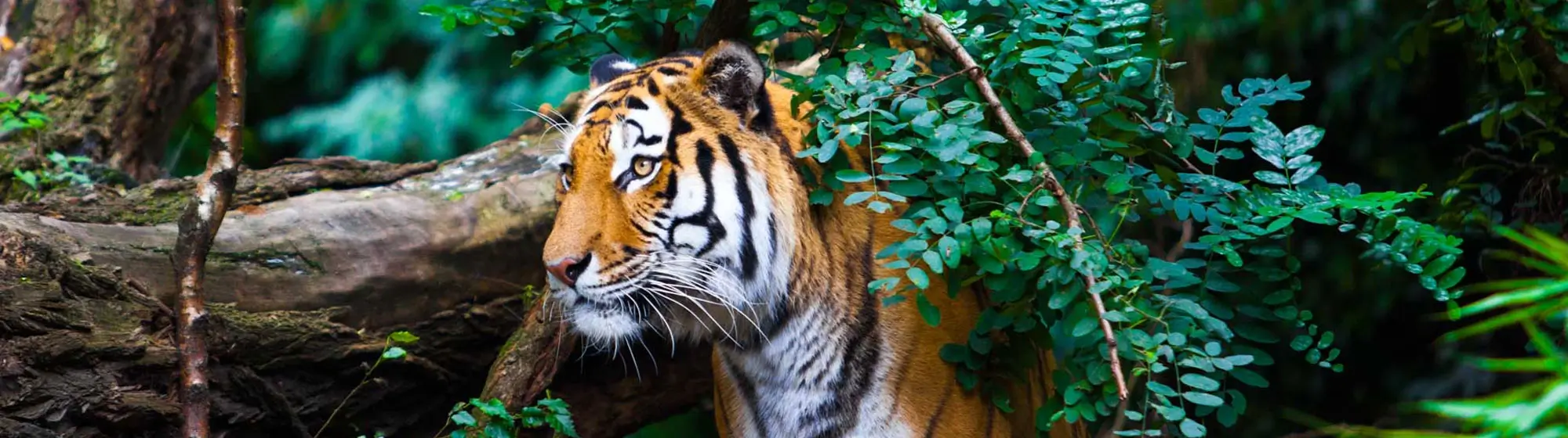 Golden Triangle Tour with Ranthambore