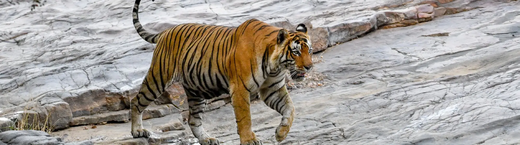Same Day Tour of Ranthambore from Jaipur