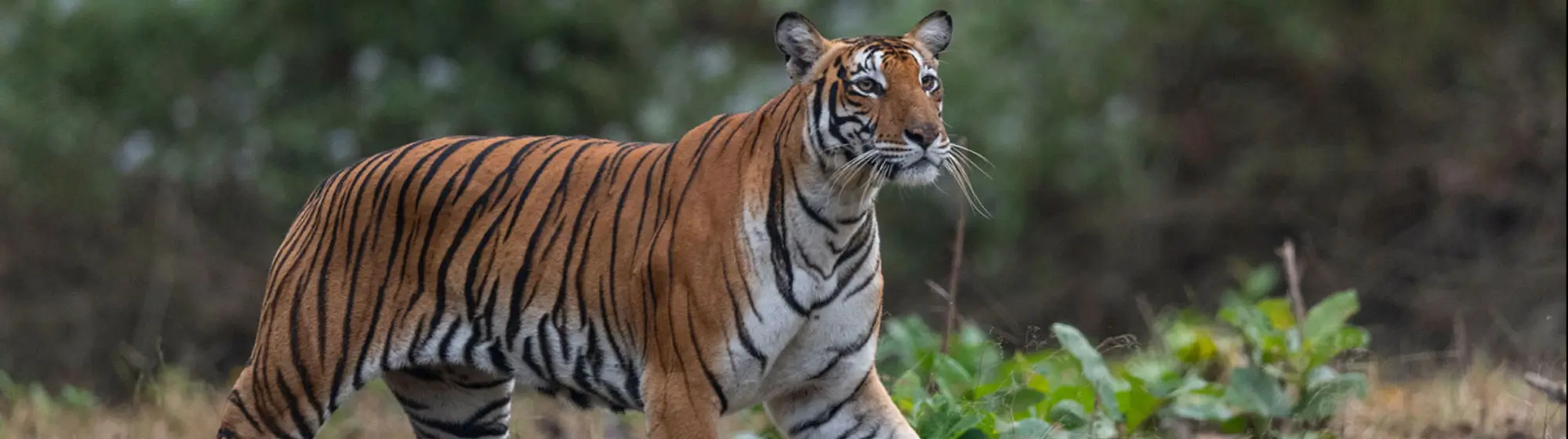 South India Wildlife Tour