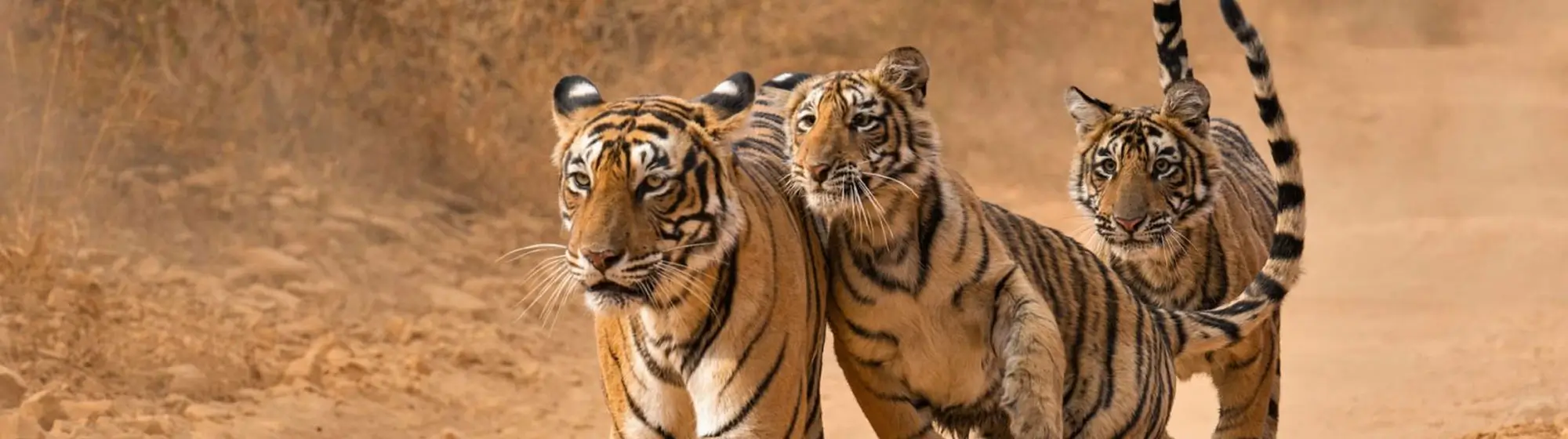 Golden Triangle Tour With Tiger Safari