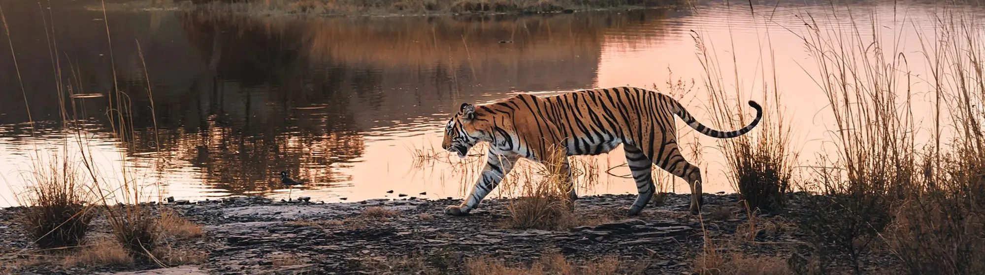 Luxury Golden Triangle Tour with Ranthambore