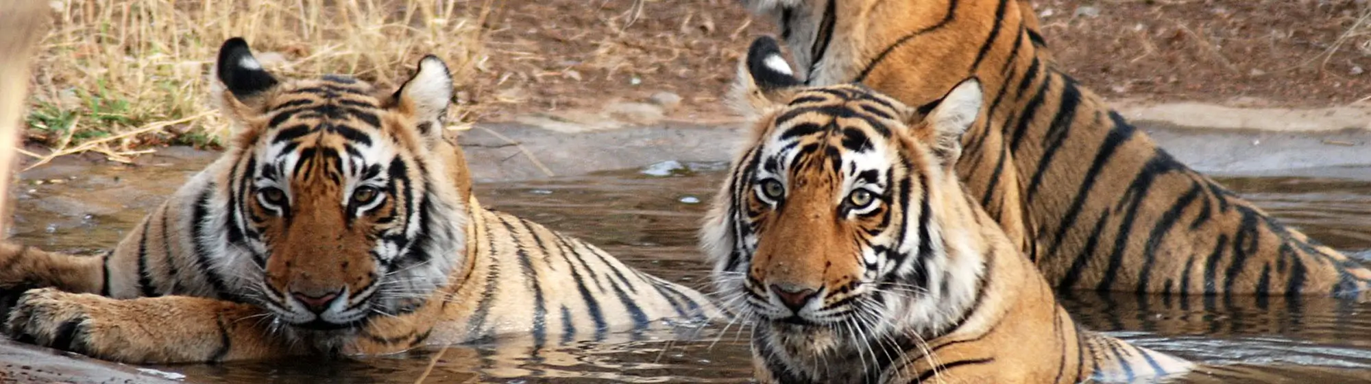 Golden Triangle Tour with Sariska and Bharatpur