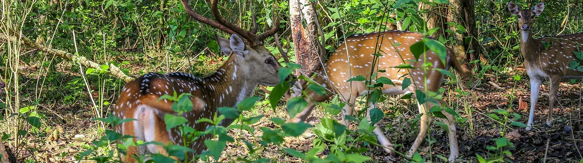 Nagarhole Kabini & Wayanad Wildlife Tour