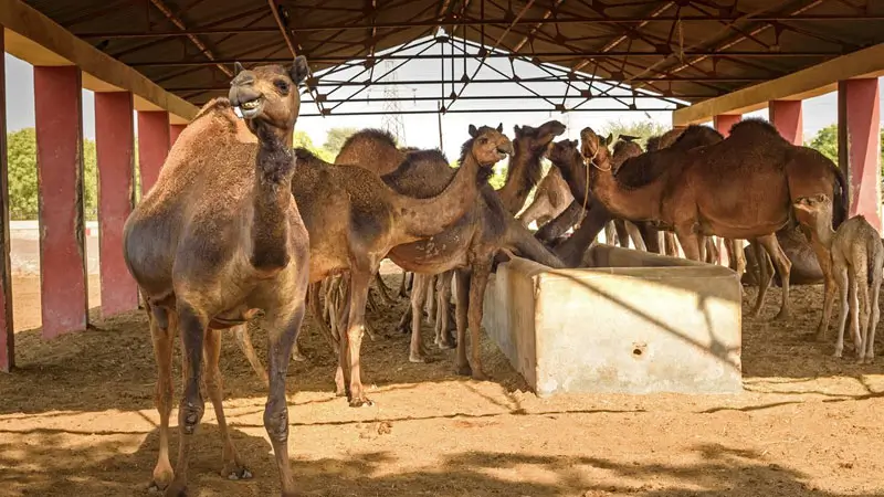 National Research Centre on Camel &ndash